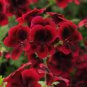 Geranium  Dark Red Damask Double Compact Flowers 20 Seeds