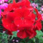 Geranium Dark Red Damask Double Compact Flowers 20 Seeds