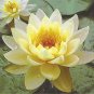 Heirloom Light Yellow Water Lily Nymph Flower 2 Seeds