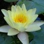 Heirloom Light Yellow Water Lily Nymph Flower 2 Seeds