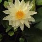 Heirloom Light Yellow Water Lily Nymph Flower 2 Seeds