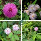 Mimosa Pudica Pink Flowers Sensitive Plant  40 Seeds