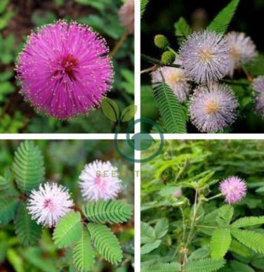 Mimosa Pudica Pink Flowers Sensitive Plant  40 Seeds