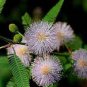 Mimosa Pudica Pink Flowers Sensitive Plant 40 Seeds