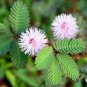 Mimosa Pudica Pink Flowers Sensitive Plant 40 Seeds