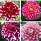 Dahlia Flower Pink Flowers with Whitish Centre Sing Petals 100 Seeds