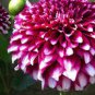 Dahlia Flower Pink Flowers with Whitish Centre Sing Petals 100 Seeds