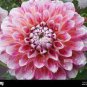 Dahlia Flower Pink Flowers with Whitish Centre Sing Petals 100 Seeds
