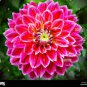 Dahlia Flower Pink Flowers with Whitish Centre Sing Petals 100 Seeds