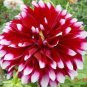 Dahlia Flower Pink Flowers with Whitish Centre Sing Petals 100 Seeds