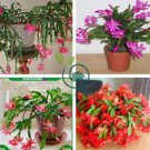 Schlumbergera Flores Christmas Cactus Plant 200 Seeds