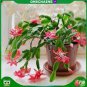 Schlumbergera Flores Christmas Cactus Plant 200 Seeds