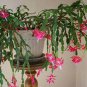 Schlumbergera Flores Christmas Cactus Plant 200 Seeds