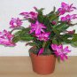 Schlumbergera Flores Christmas Cactus Plant 200 Seeds