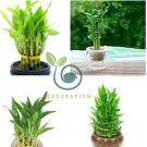 Bamboo Choose Potted Seeds Variety Complete Dracaena Plant 100 Seeds
