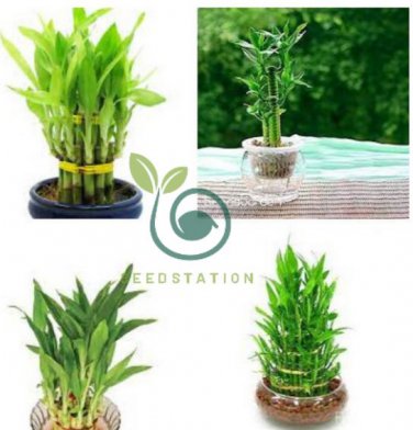 Bamboo Choose Potted Seeds Variety Complete Dracaena Plant 100 Seeds