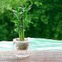 Bamboo Choose Potted Seeds Variety Complete Dracaena Plant 100 Seeds