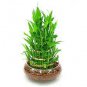 Bamboo Choose Potted Seeds Variety Complete Dracaena Plant 100 Seeds