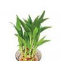 Bamboo Choose Potted Seeds Variety Complete Dracaena Plant 100 Seeds