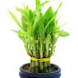 Bamboo Choose Potted Seeds Variety Complete Dracaena Plant 100 Seeds