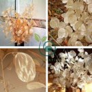 Silver Fan Grass Lunaria Annua Flowers Rare Garden Home Planting  40 Seeds