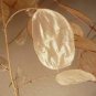 Silver Fan Grass Lunaria Annua Flowers Rare Garden Home Planting 40 Seeds