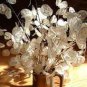Silver Fan Grass Lunaria Annua Flowers Rare Garden Home Planting 40 Seeds