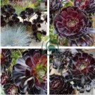 Aeonium 'Zwartkop' Black Master Succulent Plants Perennial 400 Seeds