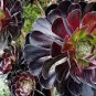 Aeonium 'Zwartkop' Black Master Succulent Plants Perennial 400 Seeds