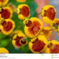 Lovely Funny Flower Calceolaria Herbeohybrida Indoor & Outdoor 200 Seeds