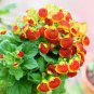 Lovely Funny Flower Calceolaria Herbeohybrida Indoor & Outdoor 200 Seeds