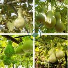 Heirloom Hand Twist Small Ornamental Gourd 4 Seeds