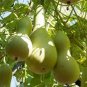 Heirloom Hand Twist Small Ornamental Gourd 4 Seeds