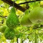 Heirloom Hand Twist Small Ornamental Gourd 4 Seeds