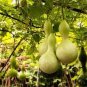 Heirloom Hand Twist Small Ornamental Gourd 4 Seeds