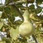 Heirloom Hand Twist Small Ornamental Gourd 4 Seeds