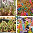 Dicrocaulon Ramulosum 60 Seeds