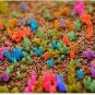 Dicrocaulon Ramulosum 60 Seeds
