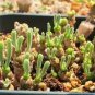 Dicrocaulon Ramulosum 60 Seeds