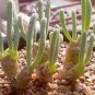 Dicrocaulon Ramulosum 60 Seeds
