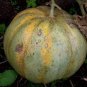 Rare Canadian Heirloom Oka Melon Bizard Island Strain Cucumis Melo 40 Seeds