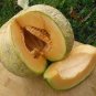 Rare Canadian Heirloom Oka Melon Bizard Island Strain Cucumis Melo 40 Seeds