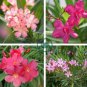 Nerium Flower  Oleander Potted Plants Easy Growing Pot Japanese 100 Seeds