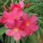 Nerium Flower  Oleander Potted Plants Easy Growing Pot Japanese 100 Seeds