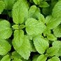 Heirloom Lemon Balm Herb 80 Seeds