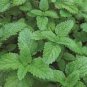 Heirloom Lemon Balm Herb 80 Seeds