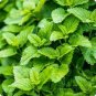 Heirloom Lemon Balm Herb 80 Seeds