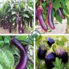 Purple Eggplant Seeds Italian Eggplant Rare Aubergine Organic 200 Seeds