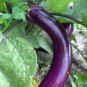 Purple Eggplant Seeds Italian Eggplant Rare Aubergine Organic 200 Seeds