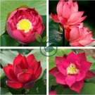 Heirloom Middle Red Nelumbo Nucifera Lotus Flower 2 Seeds
